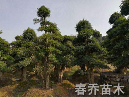 椤木石楠造型