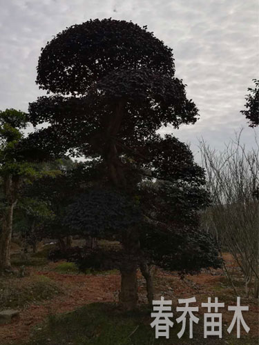 红花继木造型庄景