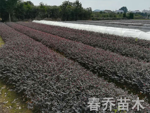 红花继木苗