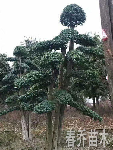 造型小叶女贞桩景