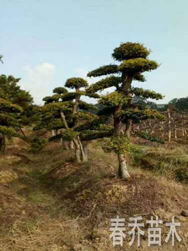 造型榆树桩景