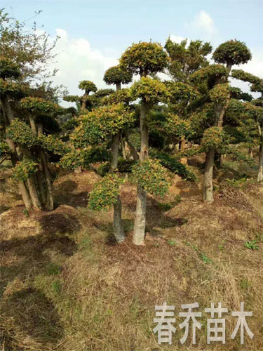 造型榆树桩景