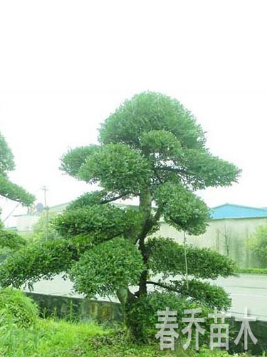 造型榆树桩景