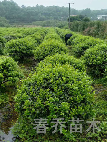 无刺枸骨球