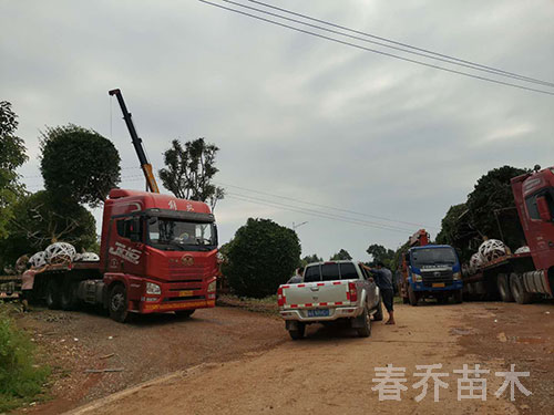 江西南昌行道工程桂花装车