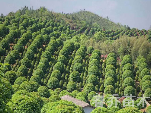 桂花树