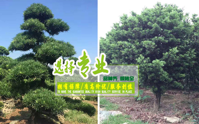 长沙县黄兴镇春乔苗木场_长沙黄兴镇春乔苗木|春乔苗木|苗木移栽哪家好